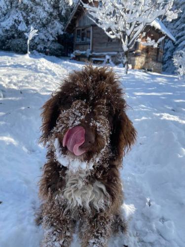 Mascotas con sus dueños en Vila GUŠT