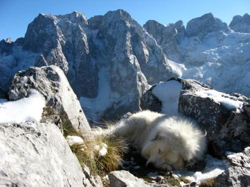 a white dog laying in the snow on a mountain at Guesthouse Planinarski dom Neviđen'o in Žabljak