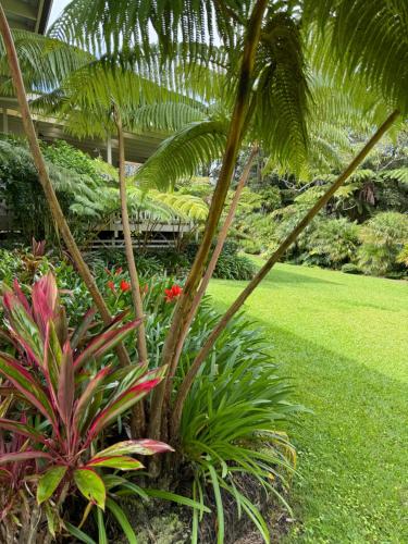 Aloha Junction Bed and Breakfast -Minutes away from Hawaii Volcanoes National Parkにある庭