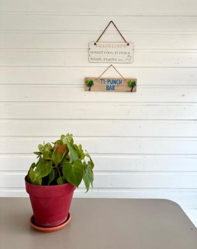 a plant in a pink pot sitting on a table at Le Gîte Ohana - Proches des plages et jardin privé in Saint-François