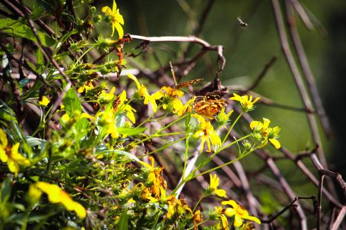 a bee sitting on a bunch of yellow flowers at Hotel Alta Montaña Mongui By Seres Viajeros in Tópaga