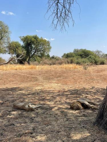 two elephants laying on the ground in a field at Royal South Luangwa Safaris Lodge in Mfuwe