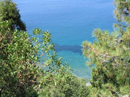a view of the blue ocean through the trees at L' Elicriso in Marciana