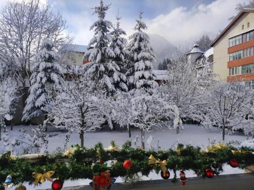 a group of christmas trees covered in snow at Little Bear Busteni 3 in Buşteni