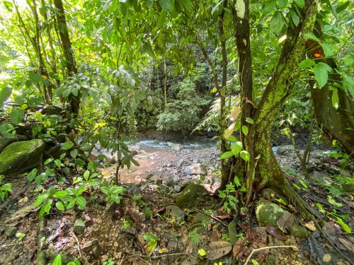 a creek in the middle of a forest at House 15 Min From The Beach With River Access in Ojochal