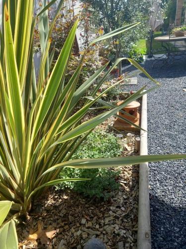 a garden with a plant and a wooden fence at L'échappée créative in Grenade-sur-Garonne