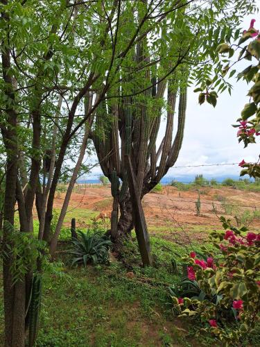 a group of trees in a field with flowers at Alojamiento Casa de campo los Cactus in Villavieja