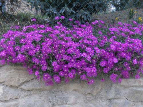 a bunch of purple flowers in a pot on a wall at Tenuta Il Tresto in Poggibonsi