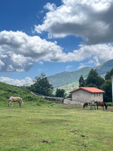 three horses grazing in a field near a building at Casa dos Manels in Arcos de Valdevez