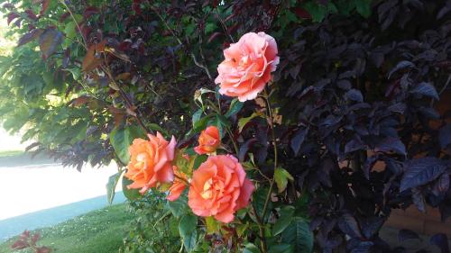 a group of orange roses on a tree at Hotel Picos Del Sur in El Calafate
