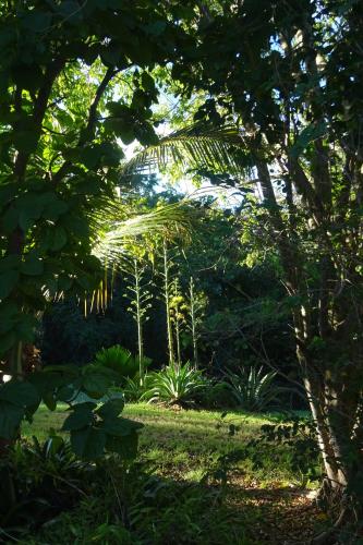 a garden with trees and plants in a field at Tranquility by the Sea in Vieques