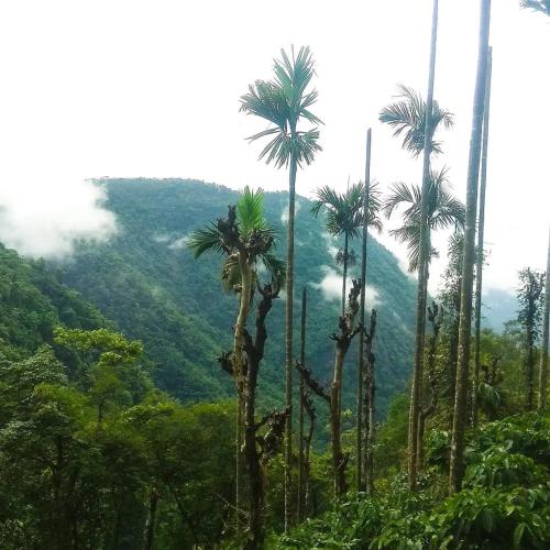 a group of palm trees in front of a mountain at Tropical camping in Wayanad