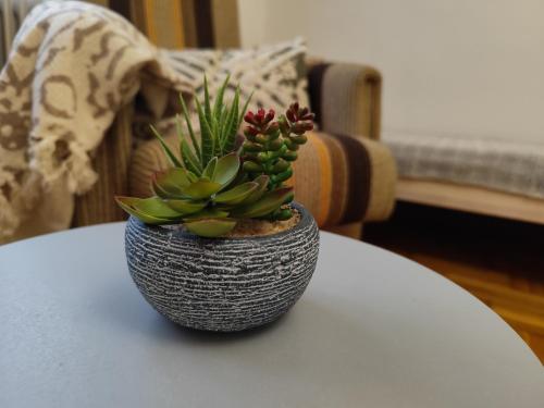 a plant in a wicker vase sitting on a table at Green Terrace 10min from TERMAL BATH in Komárom