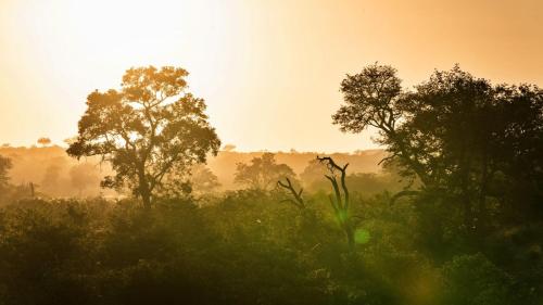 a field of trees with the sun in the background at Geiger's Camp in Timbavati Game Reserve by NEWMARK in Timbavati Game Reserve