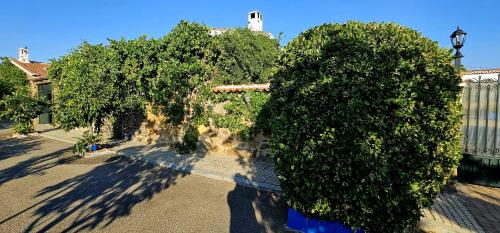 a row of trees in front of a building at Complejo turístico El Soldado. in Villanueva del Duque