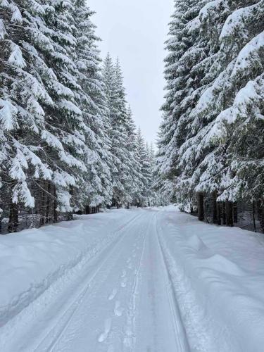a snowy road with footprints in the snow between trees at Green Top with jacuzzi in Žabljak