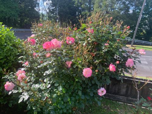 a bush of pink roses hanging from a fence at The Incline in Rangaroa in Taumarunui