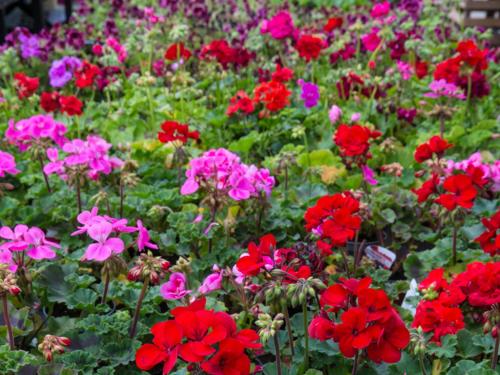 a field of red and pink flowers in a garden at Ballycannon Lodge in Croagh