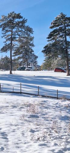 a snow covered field with two trees and a fence at Silver Star Zlatibor in Zlatibor