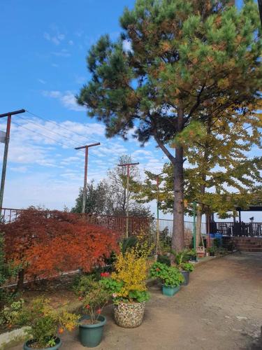 a row of potted trees in a garden at GT House Batumi in Batumi