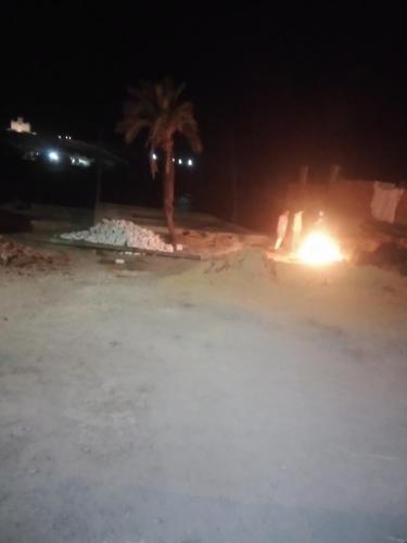 a palm tree and a truck on a beach at night at Nubian Life Nile View in Aswan