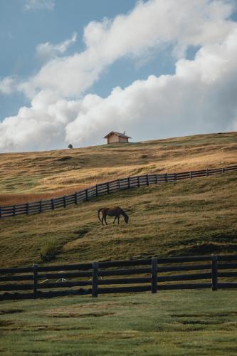 a horse grazing in a field next to a fence at Ütia De Börz in San Martino in Badia