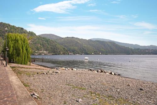 a group of animals on the shore of a lake at Il Bacio del sole 2 in Maccagno Inferiore