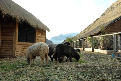 a group of sheep eating grass in front of a building at Stardome Spiritual Experience in Ollantaytambo