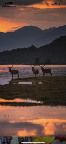 three animals standing next to the water at sunset at The Cabin Pipershill in Newtown Butler