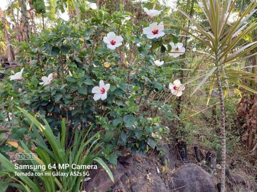 a bush with white flowers in a garden at Valentina's House in Rivas