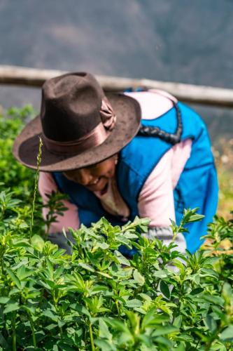 a man wearing a cowboy hat in a bush at Stardome Spiritual Experience in Ollantaytambo