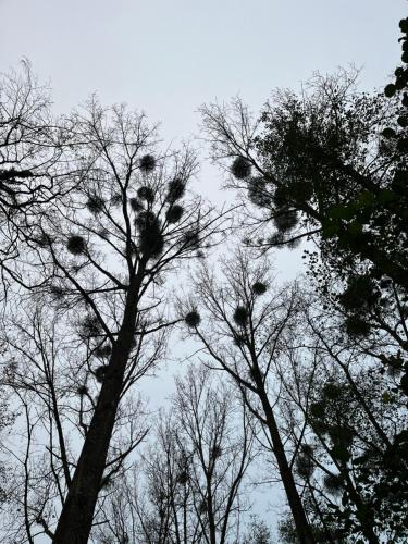 a bunch of birds sitting in the tops of trees at Studio renové rdc terrasse wépion (Namur) in Namur