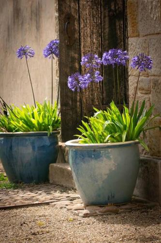 two blue vases with purple flowers in them at Historic Sandstone Ross Farmhouse in Ross