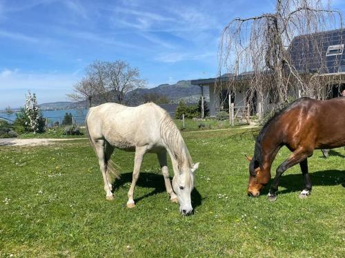 two horses grazing in a field of grass at Cloud Garden Maisonette in Spiez