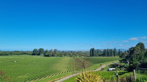 a vineyard in the middle of a green field at Caravino - Above the Vines in Waikakaho