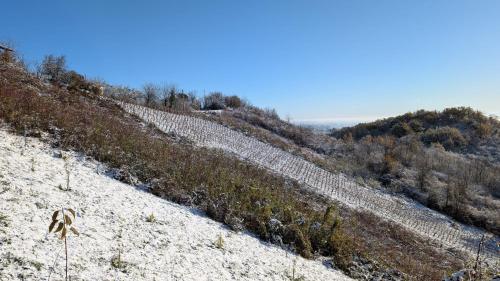 an image of a hillside with trees on it at Vlaškovec Experience in Plešivica