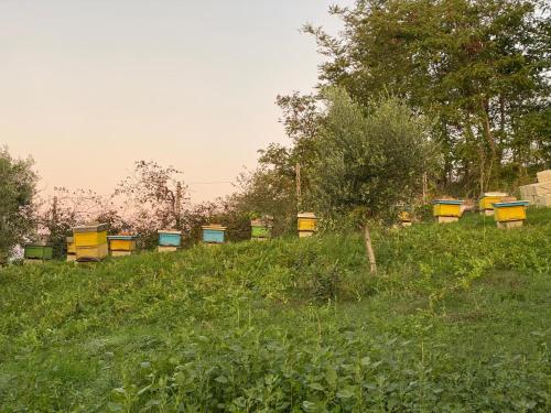 a row of beehives in a field of grass at Guest House Bujtina ISMET GJELI in Kavajë