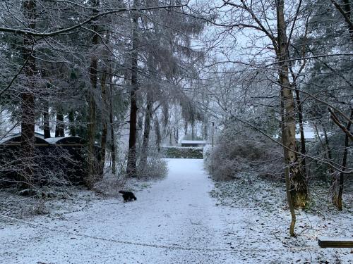 a black cat walking down a snow covered path at Gezellige ruime Cottage, privé, 2 slaapkamers, hond welkom! in Hattemerbroek