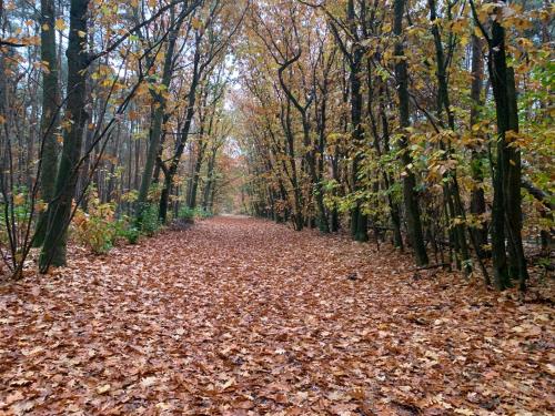 a path covered in leaves in the woods at Gezellige ruime Cottage, privé, 2 slaapkamers, hond welkom! in Hattemerbroek