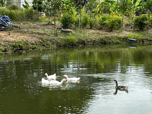 three ducks swimming in a pond with a bird at Cozy breezing countryside Pet in Ban Khlong Sip Sam Lang