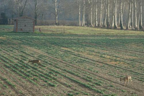 two animals grazing in a field with a barn at La Maison des Champs in Cintegabelle