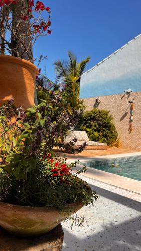 a large pot of flowers next to a swimming pool at Villa Lulu Geribá in Búzios