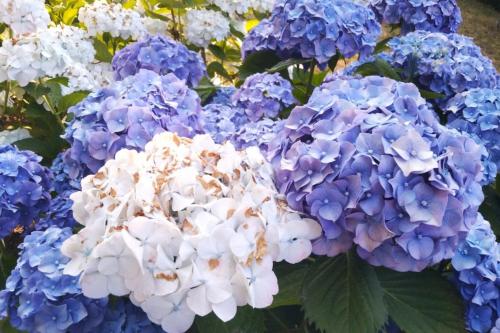 a bunch of blue and white flowers in a garden at BeB Villa Licia Appartamento in Villa Basilica