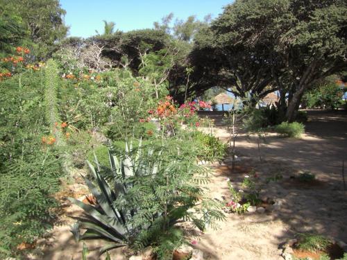 a garden with flowers and plants in a park at Le Jardin de L'isle in Ifaty