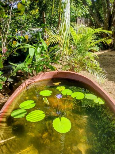 a pond filled with green lilies in a garden at Casa pájaros- Habitacion Quetzal in Troncones