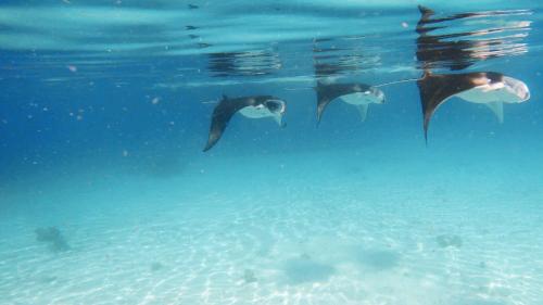 a group of penguins swimming in the water at La Luna Boutique Dhangethi in Dhangethi