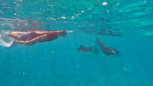 a person swimming in the water with two dolphins at La Luna Boutique Dhangethi in Dhangethi
