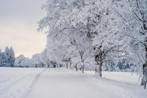 a snow covered tree lined road with snow covered trees at Villa du Val d'Usiers in Bians-les-Usiers