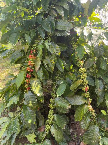 Jardín al aire libre en Himalaya Serene View Guest House & Farm Stay