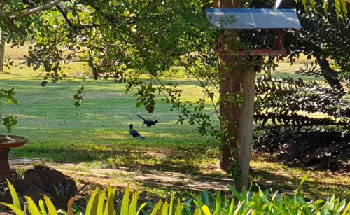 two birds standing in the grass near a bird feeder at Kiaat Bungalows in Hazyview